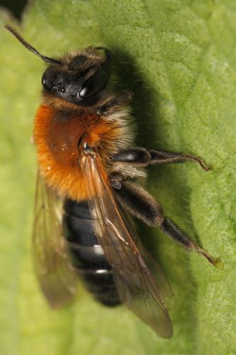 Andrena nitida